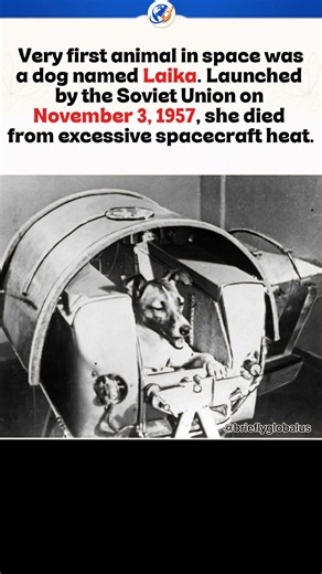 The Tragic Story of Laika: The First Dog in Orbit 🚀💔