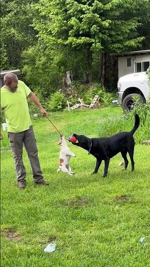 Dogs play tug-of-war outdoors in Cloverdale, Oregon, USA
