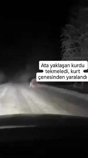 Fethiyeli Gazeteci on Instagram: "Ata yaklaşan kurdu tekmeledi, kurt çenesinden yaralandı Doğada kaydedilen görüntülerde, bir kurdun atın yanına yaklaşmaya çalıştığı, ancak atın aniden arka ayağıyla tekme atarak kurdu uzaklaştırdığı anlar yer aldı. Tekmenin isabet ettiği kurdun çenesinden kan aktığı ve uzaklaşmaya çalıştığı görülürken, olaya tanık olan kişi, o anları cep telefonuyla kayda aldı. Görüntüler sosyal medyada geniş yankı uyandırdı."