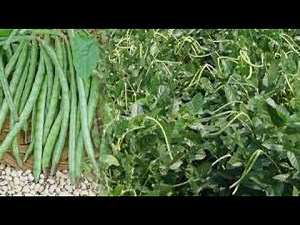 Beans farming for beginners; how to grow beans
