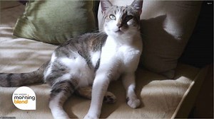 What cat owners need to know about feline heart health