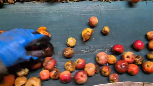 Milling 7 tons live | Rosie's Triple D cider