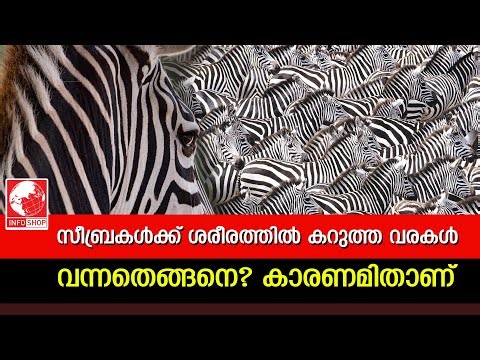 സീബ്രകൾക്ക് ശരീരത്തിൽ കറുത്ത വരകൾ വന്നതെങ്ങനെ? I Black And White Zebra