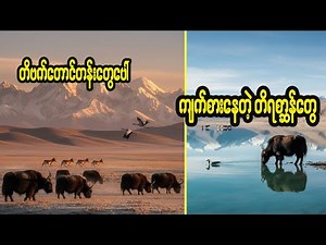 တိဗက်တောင်တန်းတွေပေါ်က တိရစ္ဆာန်တွေ | 𝐃𝐨𝐜𝐮𝐦𝐞𝐧𝐭𝐚𝐫𝐲