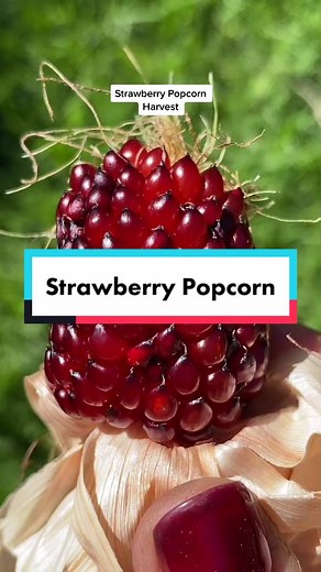 Harvesting Strawberry Popcorn: The Cutest Corn You'll Ever See