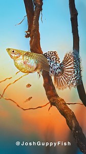 Thank you for being a part of our little guppy family's newest arrival. #Aquarium #Guppy #Birth | Joshguppyfish 喬的孔雀魚