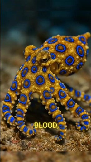 The Octopus: Ocean’s Alien Genius That Opens Jars and Escapes Tanks #octopus #science #funfacts