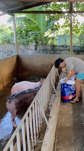 ingon ani ang quality nya paliton rag 150 ang live weight wa gabae🤦 #DepartmentOfAgriculture #LiveWeight #Hograiser | John Deplomo