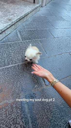 Meeting My Soul Dog in Sicily: Smallest, Cutest Dog Ever