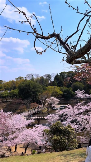 #桜の思い出#桜の季節#奈良#奈良公園