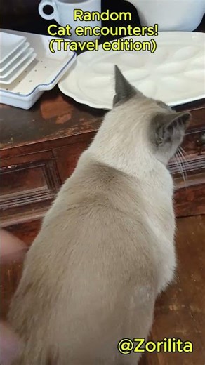 Random Cat Encounters Travel Edtion