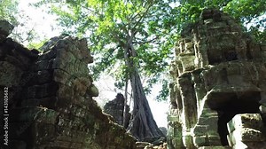 Ta Prohm Temple. Tree on the ruins of Ta Prohm temple at Angkor Wat complex in Cambodia.