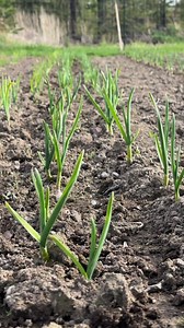 17 reactions | Our 2023 garlic seed program. Stay tuned for our...