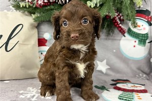 Felicity - Cockapoo Puppy E82454