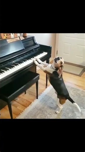 Dogs Singing Songs 🎶😂 | Funniest Dogs Ever #funnyshorts#shorts