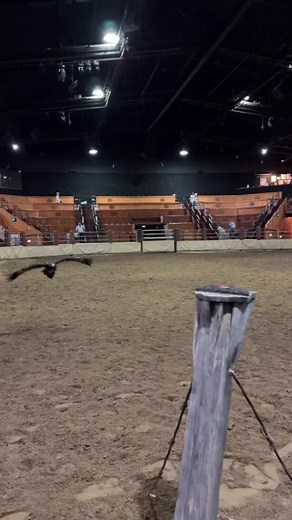 2.9K views · 50 reactions | Meet Sorren, our majestic wedge-tailed eagle, soaring high in Australian Outback Spectacular’s Heartland! 礪 | Australian Outback Spectacular - Gold Coast, Australia | Facebook
