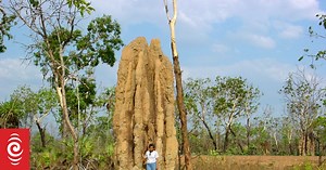 Termite tech: robots, architecture, biofuels