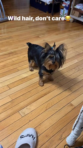 Miley’s wild hair, she’s always kicked her back feet ❤️ #mileyandclementine #yorkies #fblifestyle | Lisa Acree