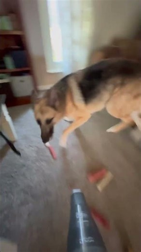 Joker’s worst enemy..the dreaded handheld vacuum 😂 #germanshepherd #gsds #gsd #cutebabydog #doggo