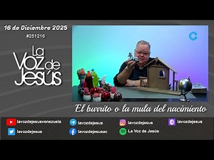 The donkey or mule of the Nativity: December 16, 2025 #251216