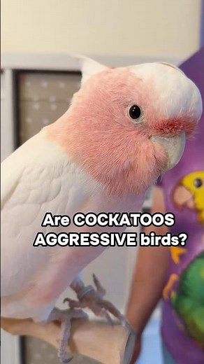 Are Cockatoos Aggressive Birds?