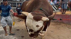 95K views · 1K reactions | Dou SAPUJAGAT TURUN DARI TRUK KONTES APPSI #sapi #cow #bull #pengikut #viralreelsシ #lucu | Oki zuhudin page | Facebook