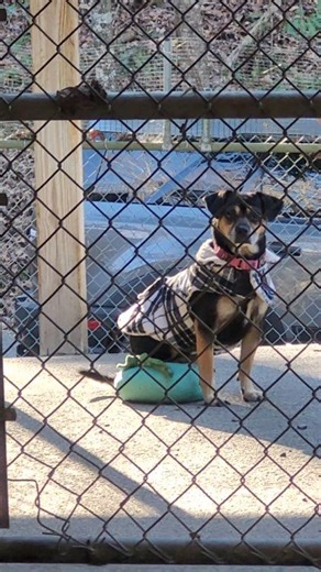 Elphaba pushing the limits of, "if I fits, I sits" 😆 This sweet girl is available for adoption. She gets along well with other dogs and loves people. Come see her! 4 year old, spayed female, Puggle mix, 17 pounds. YES! WE ADOPT OUT OF STATE! Sevier County Humane Society 959 Gnatty Branch Road Sevierville, Tn. 865-453-7000. www.sevierhumane.org Open Tuesday thru Saturday 12-5 . “The Little Shelter with a Big Heart” #adoptdontshop #adoptashelterpet We recommend meet and greets with dogs. LOW COST