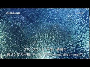 【名古屋港水族館】2018年夏休みCMショートバージョン