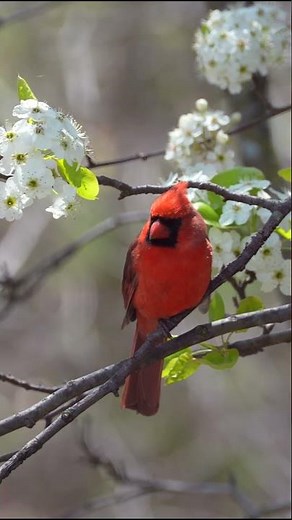 Male Northern Cardinal with spring bird sounds