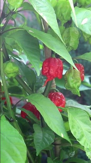 Get SPICY and Grow Some Carolina Reapers!! 🌶️ 🥵 #carolinareaper #garden #seedstarting