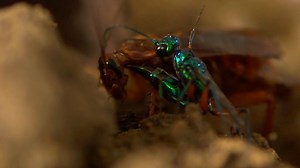 I know may you do'not like it, but this is the power of nature for me I totally like it :) :) The jewel wasp and the cockroach have a disgusting and fascinating parasitic relationship. The jewel wasp stuns the cockroach, and months later, a jewel wasp hatches out of the cockroach | Yasser-Agronomist