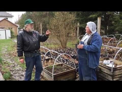 Propagating Dwarf Alberta Spruce from Cuttings
