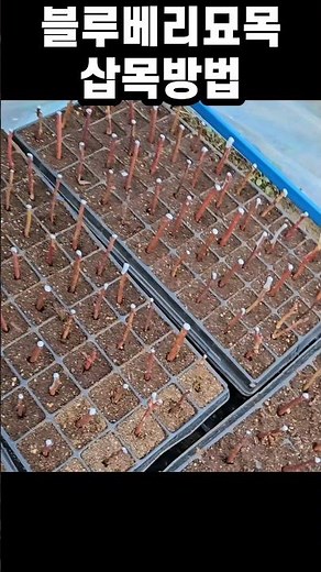 Wondering how to propagate blueberries? #Blueberry #HopefulBlueberry #BlueberryPropagation #Medic...