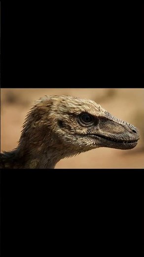 Velociraptor: What Was It Really Like? 6