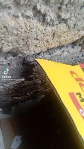 Bienvenido pana rabbit | Maverick el cuyo