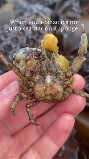 This animal had an entire ecosystem living on its back!! It's often a mutualistic or symbiotic #fyp