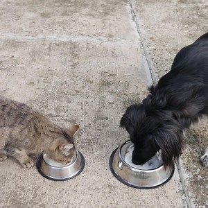 25 reactions | And now for #TrainingTipTuesday! We love cats AND...