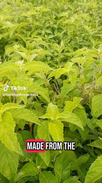 Herbwellness:homeremedies on TikTok