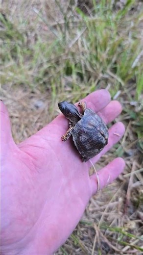 Baby box turtle #boxturtle