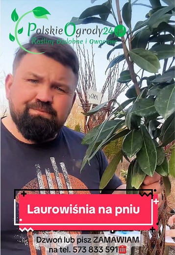 Laurowiśnia na pniu: Zielony hit w Twoim ogrodzie
