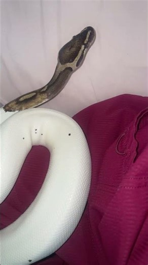 Our New Female Pied Ball Python 🐍 #AceWorldExotics #BallPythons #ReptileLove #ExoticPets