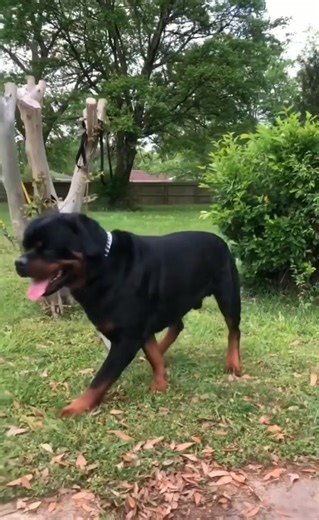 Rottie strength 💪 | Rottie Rescue & Rehoming