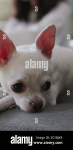 This adorable little white Chihuahua is resting comfortably, showcasing its expressive eyes and playful ears