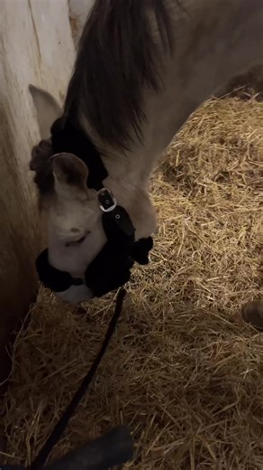 Exploring Beautiful Horses in Diverse Settings