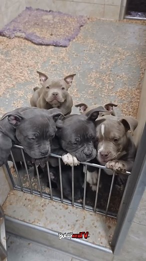 1.2K views · 93 reactions | Beautiful pups  @bigdogs_romania_oficial | BullyWeb TV | Facebook