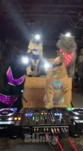 Hey, you cats! Don't make a mess of my garage! #funnyclips #animals #cat #aiart