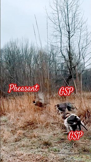 Pheasant hunting with German shorthaired pointers and Korthals griffon #guidelife