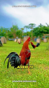 12 reactions | Secrets to Raising Happy and Healthy Chickens: A Beginner's Guide #gamefowleducation #poultrycaretips #responsiblebreeding | Gamefowl Enthusiast | Facebook