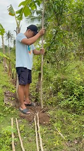 malunggay tree #malunggay #backyardgarden #vegetablegarden #GardenInspiration #plantbased #malunggayleaves | Jayson Gaylan