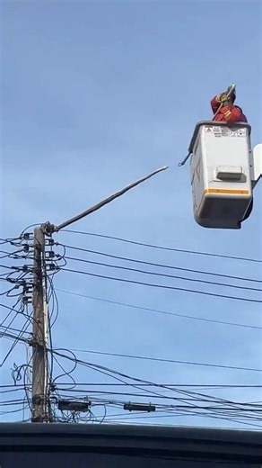 Very huge python on the electric pole 😳🙆 | Bintus Tv